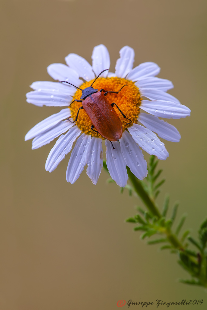 Omophlus sp.